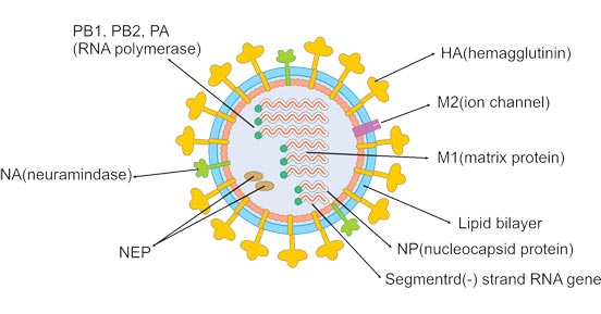 Influenza B virus Recombinants