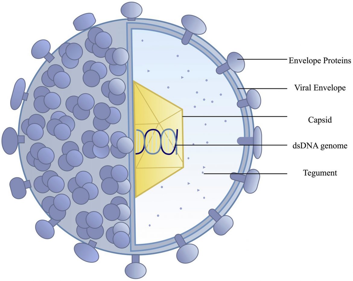 Human herpesvirus 1 Recombinants